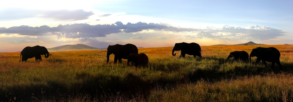 Mount Kenya & Kilimanjaro