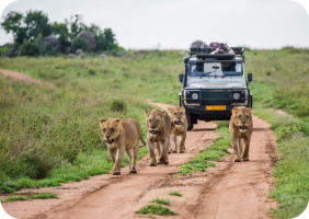 Safari Adventures